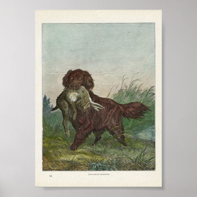 Poster Chien de chasse du récupérateur (Devant)