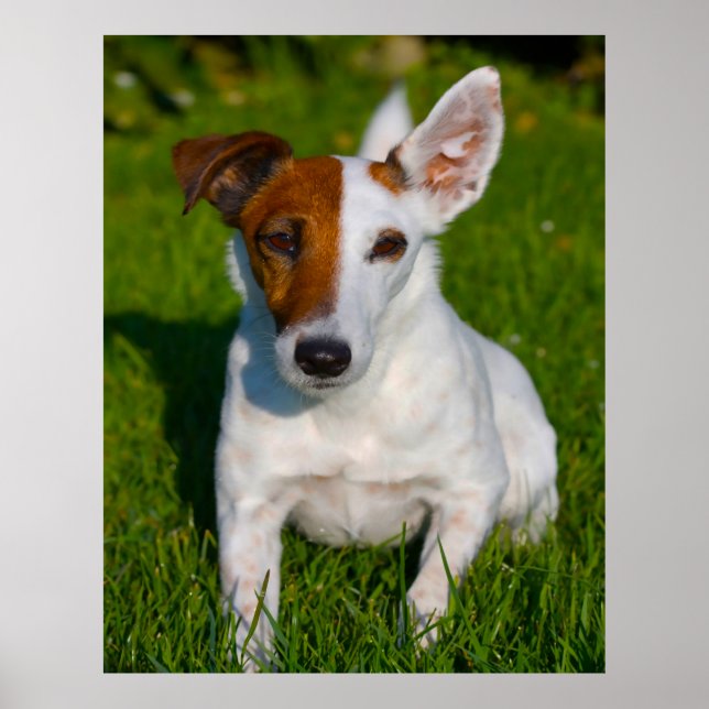 Poster Chien de Fox Terrier. (Devant)