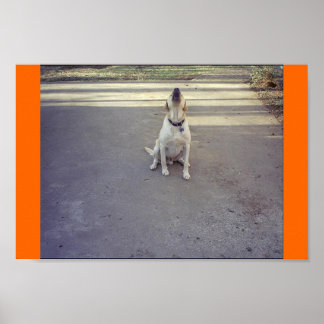 Poster Chien de garde
