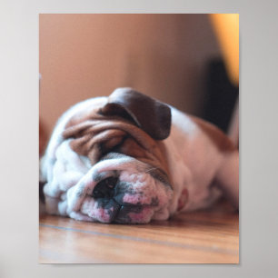 Poster Chien de garde et Chien blanc
