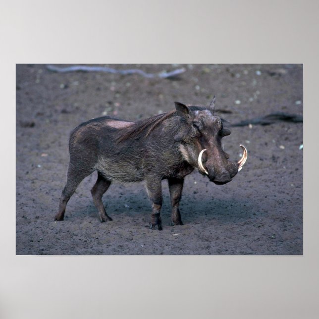 Poster Chien de guerre - Gros sanglier (Devant)