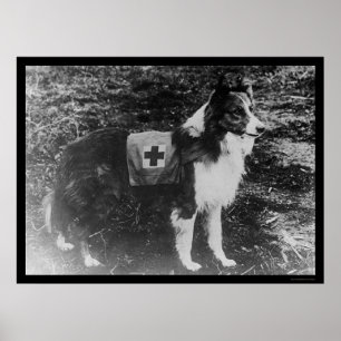 Poster Chien de la Croix Rouge en Italie 1909