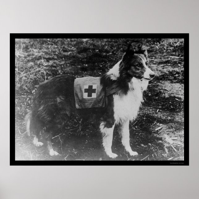 Poster Chien de la Croix Rouge en Italie 1909 (Devant)