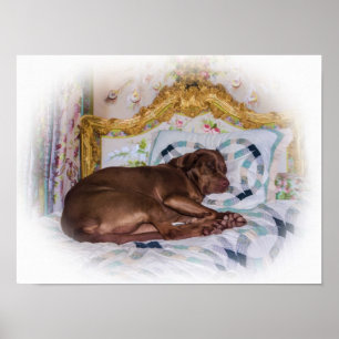 Poster Chien de labrador retriever, dormant