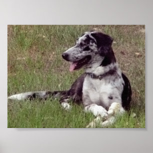 Poster Chien de léopard de Catahoula