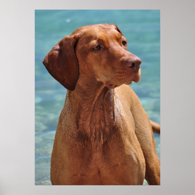 Poster Chien de Magyar Vizsla (Devant)