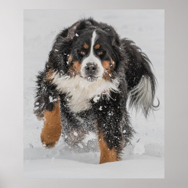 Poster Chien de montagne bernois (Devant)