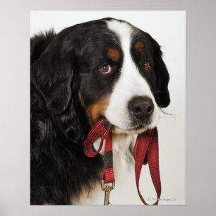 Poster Chien de montagne de Bernese (Berner Sennenhund)