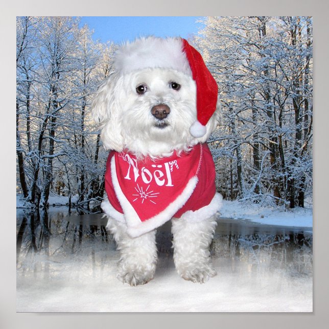 Poster Chien de Noël Bichon Frise (Devant)