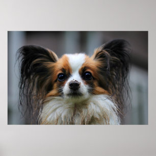 Poster Chien de papillon mou