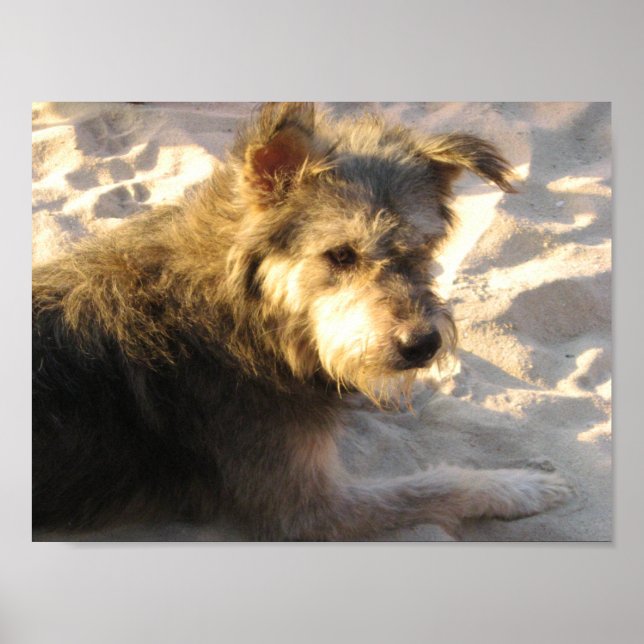 Poster Chien de plage thaïlandais (Devant)