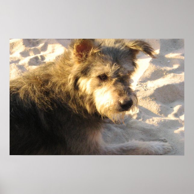 Poster Chien de plage thaïlandais (Devant)