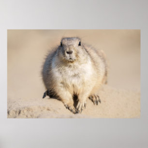 Poster Chien de prairie solitaire dans le sable
