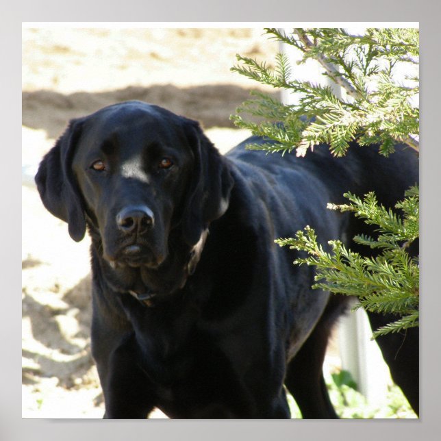 Poster Chien de repérage du Labrador noir (Devant)