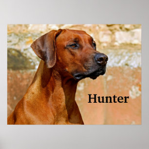 Poster Chien de Rhodesian Ridgeback