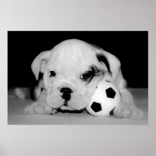 Poster Chien de taule anglais "Soccer Puppy"
