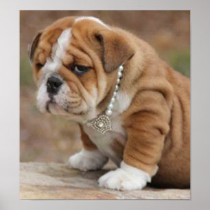 Poster Chien de taureau anglais Doggy McDogface