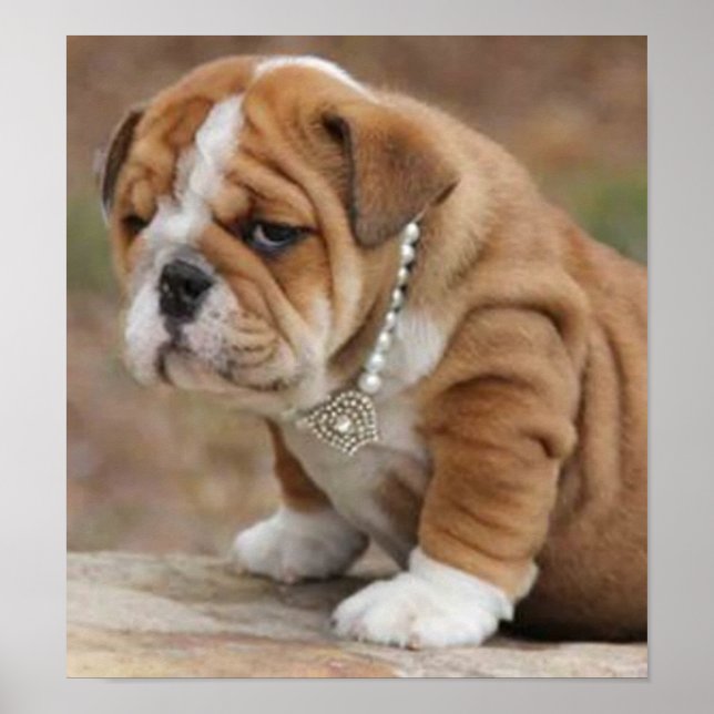 Poster Chien de taureau anglais Doggy McDogface (Devant)