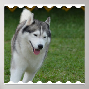 Poster Chien de traîneau sibérien mignon