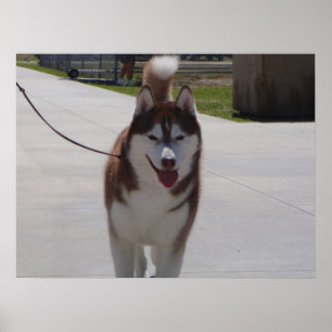 Poster Chien de traîneau sibérien rouge