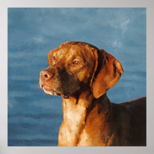 Poster Chien de Vizsla - chien hongrois