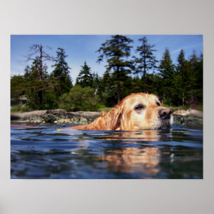 Poster Chien d'eau - copies de beaux-arts