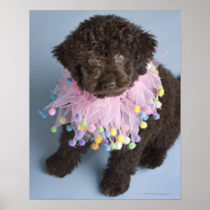 Poster Chien d'eau italien (Lagotto) Chien