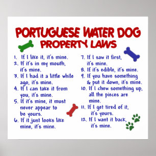 POSTER CHIEN D'EAU PORTUGAIS PL2
