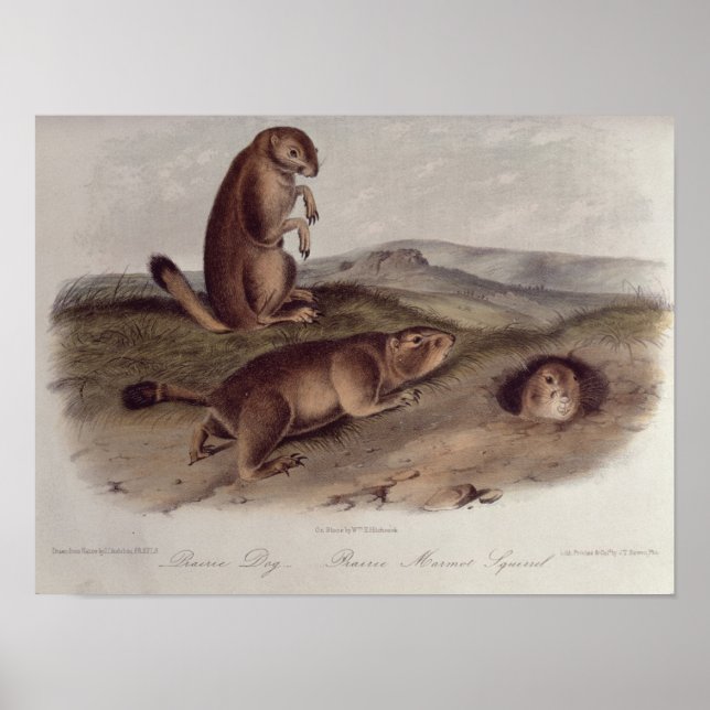 Poster Chien des Prairies de 'Quadrupeds of North America (Devant)