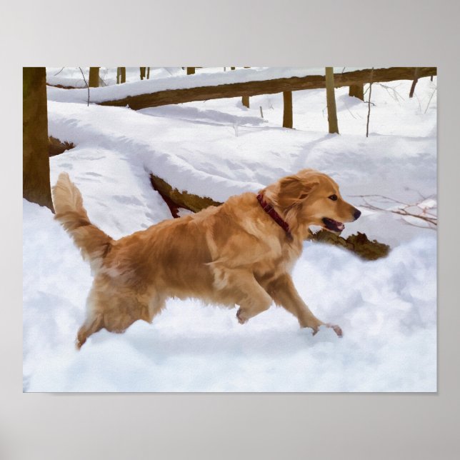 Poster Chien d'or retriever dans la neige (Devant)