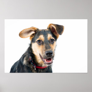 Poster Chien drôle chiot