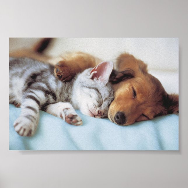 Poster chien et chat (Devant)