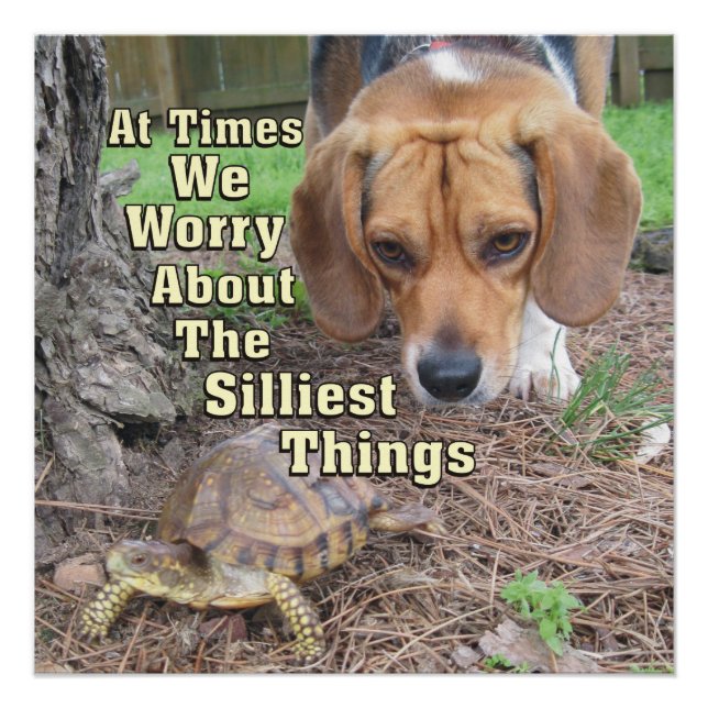 Poster Chien et tortue Beagles inquiets (Devant)