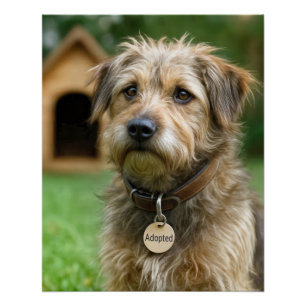 Poster Chien Hirsute Adopté Avec Niche