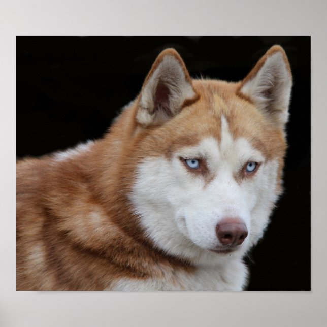 Poster Chien Husky de l'Alaska (Devant)