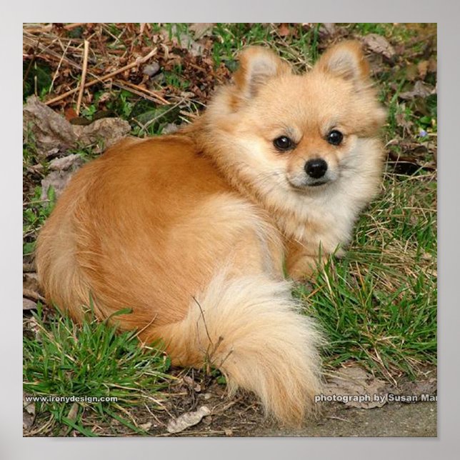 Poster Chien Kleinspitz allemand (Devant)