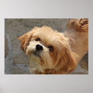 Poster Chien Lhasa Apso dans un jardin