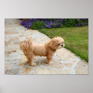 Poster Chien Lhasa Apso dans un jardin