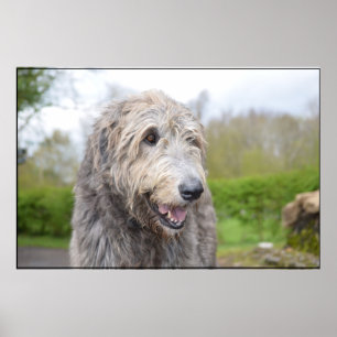Poster Chien-loup irlandais mignon