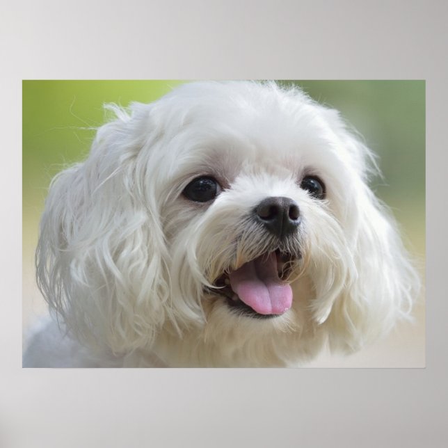 Poster Chien maltais blanc (Devant)