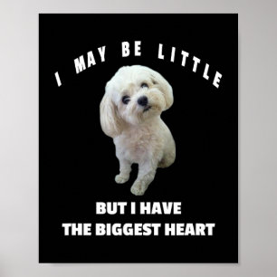 Poster Chien Maltais Petit Chien Maltais Design Drôle Cit
