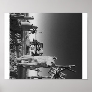 Poster Chien marocain
