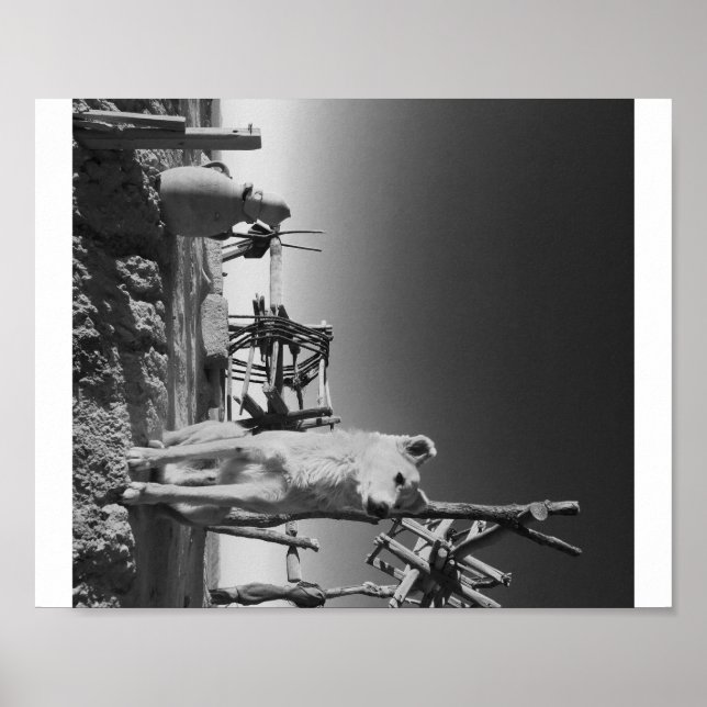 Poster Chien marocain (Devant)