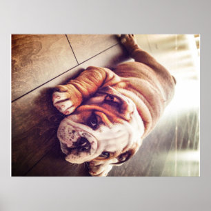 Poster Chien menteur de Bulldog anglais Photo de chien
