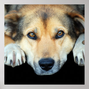 Poster Chien mignon sur n'importe quel arrière - plan cou