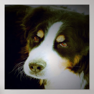 Poster Chien montagnard bernois