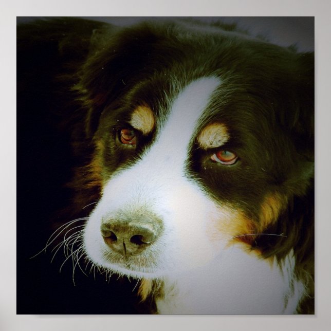 Poster Chien montagnard bernois (Devant)