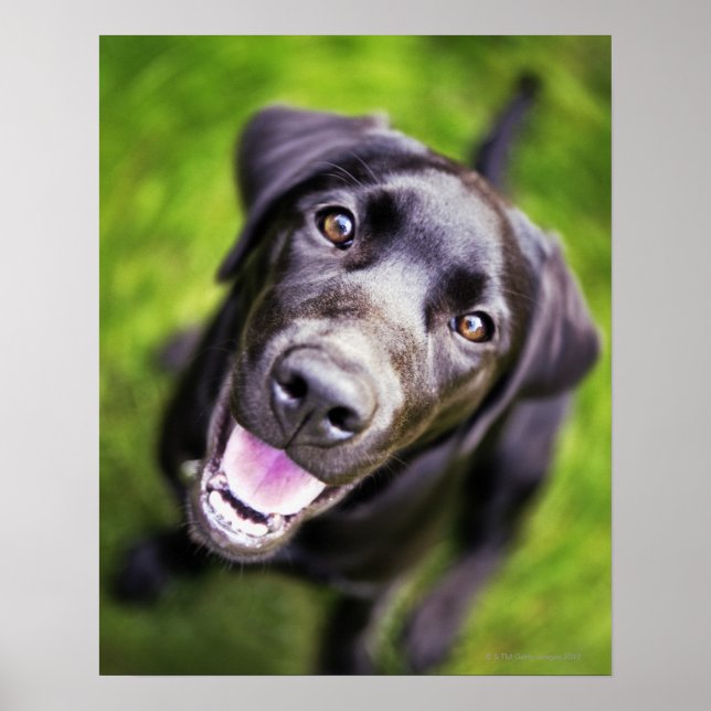 Poster Chien noir labrador regardant vers le haut, gros p (Devant)