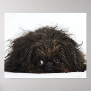 Poster Chien pekingese noir allongé
