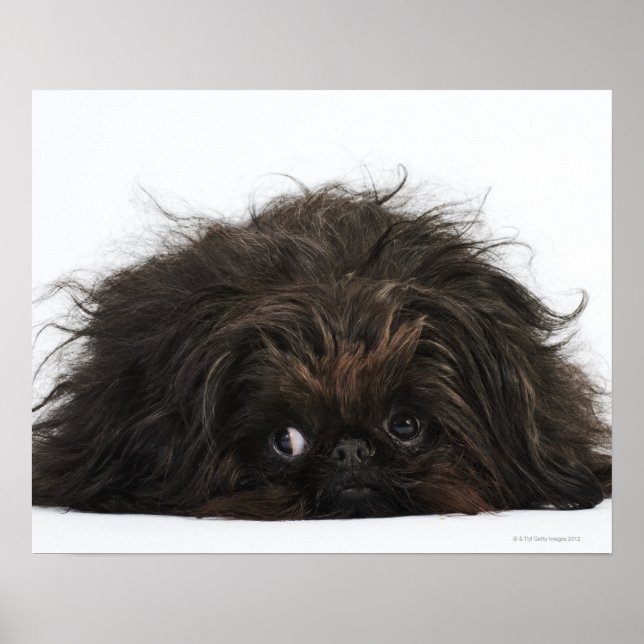 Poster Chien pekingese noir allongé (Devant)